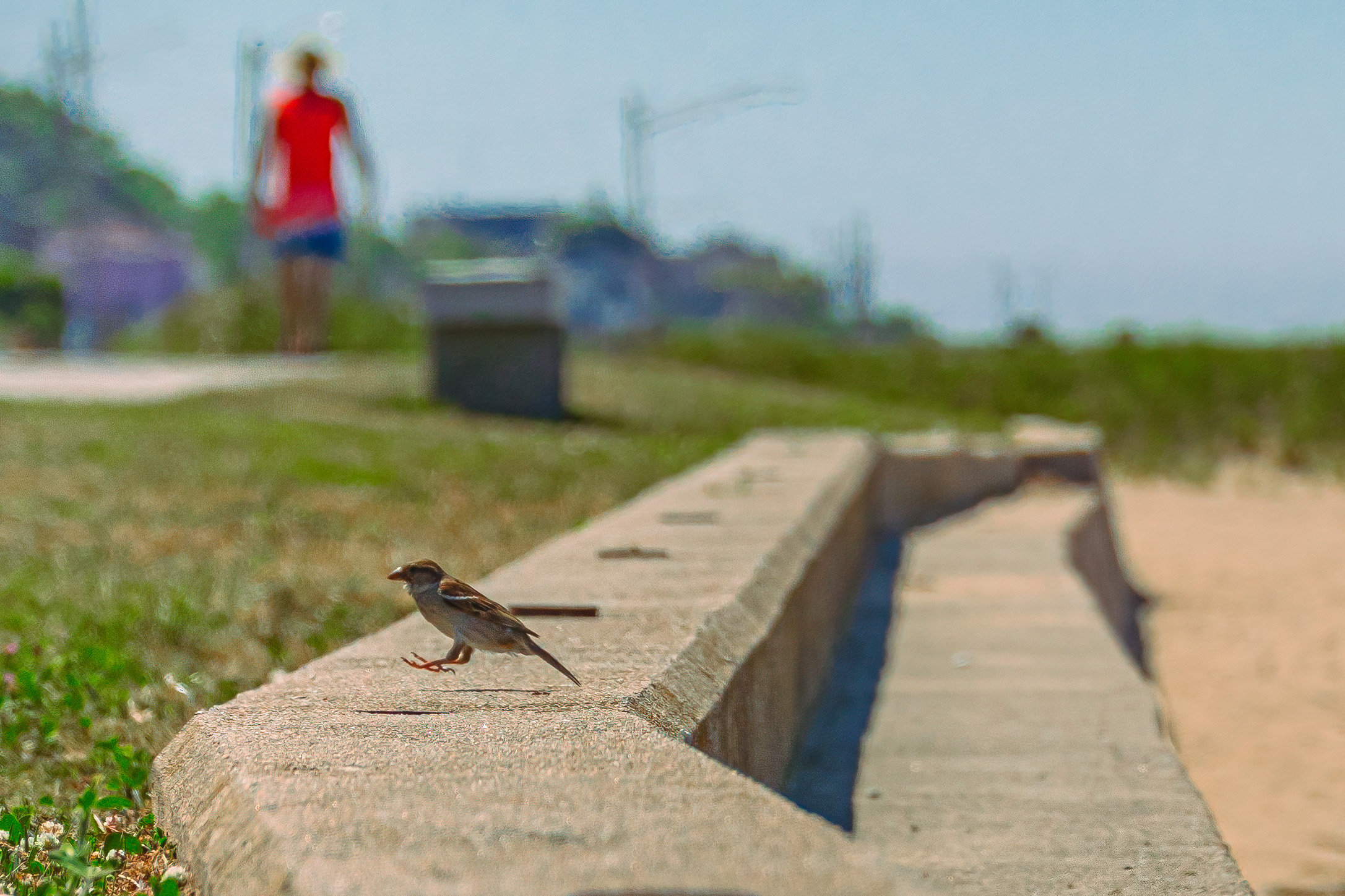 Bird at the Beach